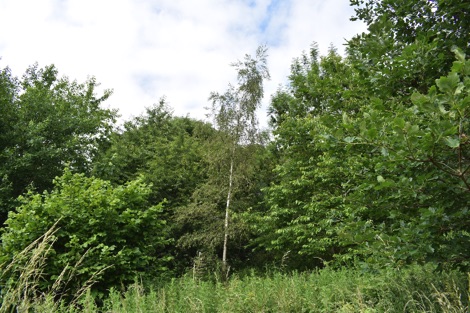 Native trees at Hackney Leys